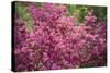 Massachusetts, Boston, Arnold Arboretum, Azalea-Jim Engelbrecht-Stretched Canvas