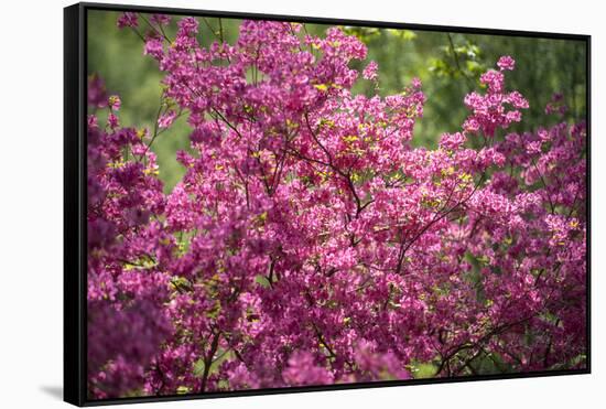 Massachusetts, Boston, Arnold Arboretum, Azalea-Jim Engelbrecht-Framed Stretched Canvas