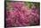 Massachusetts, Boston, Arnold Arboretum, Azalea-Jim Engelbrecht-Framed Stretched Canvas