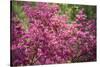 Massachusetts, Boston, Arnold Arboretum, Azalea-Jim Engelbrecht-Stretched Canvas