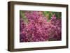 Massachusetts, Boston, Arnold Arboretum, Azalea-Jim Engelbrecht-Framed Photographic Print