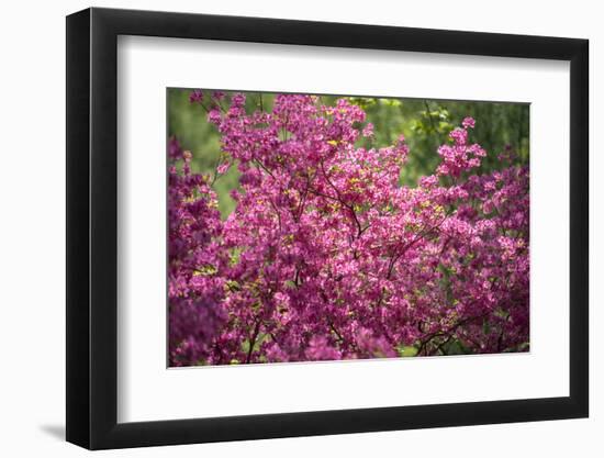 Massachusetts, Boston, Arnold Arboretum, Azalea-Jim Engelbrecht-Framed Photographic Print