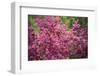 Massachusetts, Boston, Arnold Arboretum, Azalea-Jim Engelbrecht-Framed Photographic Print