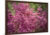 Massachusetts, Boston, Arnold Arboretum, Azalea-Jim Engelbrecht-Framed Photographic Print