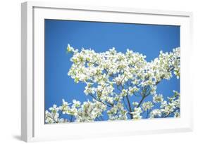 Massachusetts, Boston, Arnold Arboretum, Dogwood Tree-Jim Engelbrecht-Framed Photographic Print