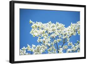 Massachusetts, Boston, Arnold Arboretum, Dogwood Tree-Jim Engelbrecht-Framed Photographic Print