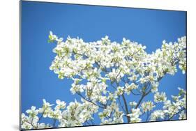 Massachusetts, Boston, Arnold Arboretum, Dogwood Tree-Jim Engelbrecht-Mounted Photographic Print