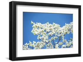 Massachusetts, Boston, Arnold Arboretum, Dogwood Tree-Jim Engelbrecht-Framed Photographic Print