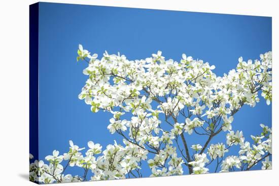 Massachusetts, Boston, Arnold Arboretum, Dogwood Tree-Jim Engelbrecht-Stretched Canvas