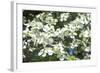 Massachusetts, Boston, Arnold Arboretum, Dogwood Tree-Jim Engelbrecht-Framed Photographic Print