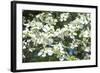 Massachusetts, Boston, Arnold Arboretum, Dogwood Tree-Jim Engelbrecht-Framed Photographic Print