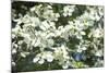 Massachusetts, Boston, Arnold Arboretum, Dogwood Tree-Jim Engelbrecht-Mounted Photographic Print