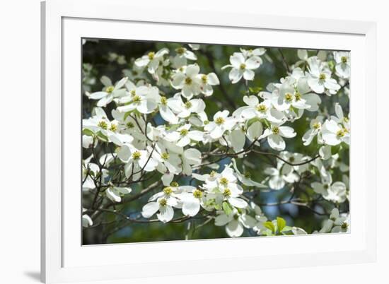 Massachusetts, Boston, Arnold Arboretum, Dogwood Tree-Jim Engelbrecht-Framed Photographic Print