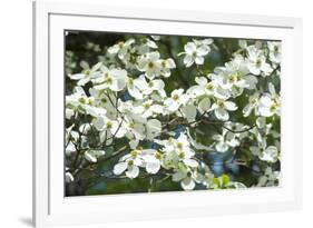 Massachusetts, Boston, Arnold Arboretum, Dogwood Tree-Jim Engelbrecht-Framed Photographic Print