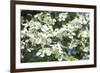 Massachusetts, Boston, Arnold Arboretum, Dogwood Tree-Jim Engelbrecht-Framed Photographic Print