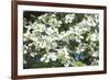 Massachusetts, Boston, Arnold Arboretum, Dogwood Tree-Jim Engelbrecht-Framed Photographic Print