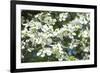 Massachusetts, Boston, Arnold Arboretum, Dogwood Tree-Jim Engelbrecht-Framed Photographic Print