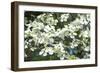 Massachusetts, Boston, Arnold Arboretum, Dogwood Tree-Jim Engelbrecht-Framed Photographic Print