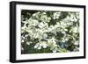 Massachusetts, Boston, Arnold Arboretum, Dogwood Tree-Jim Engelbrecht-Framed Photographic Print