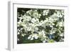 Massachusetts, Boston, Arnold Arboretum, Dogwood Tree-Jim Engelbrecht-Framed Photographic Print