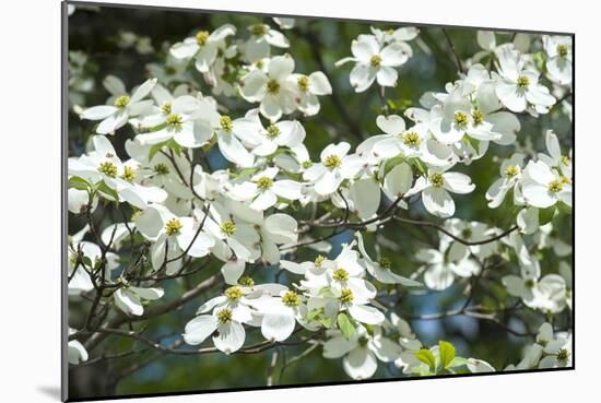 Massachusetts, Boston, Arnold Arboretum, Dogwood Tree-Jim Engelbrecht-Mounted Photographic Print