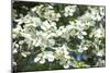 Massachusetts, Boston, Arnold Arboretum, Dogwood Tree-Jim Engelbrecht-Mounted Photographic Print