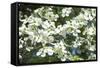 Massachusetts, Boston, Arnold Arboretum, Dogwood Tree-Jim Engelbrecht-Framed Stretched Canvas