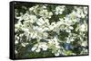 Massachusetts, Boston, Arnold Arboretum, Dogwood Tree-Jim Engelbrecht-Framed Stretched Canvas