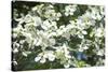 Massachusetts, Boston, Arnold Arboretum, Dogwood Tree-Jim Engelbrecht-Stretched Canvas