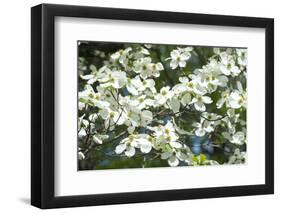 Massachusetts, Boston, Arnold Arboretum, Dogwood Tree-Jim Engelbrecht-Framed Photographic Print