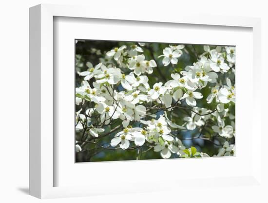 Massachusetts, Boston, Arnold Arboretum, Dogwood Tree-Jim Engelbrecht-Framed Photographic Print