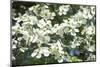 Massachusetts, Boston, Arnold Arboretum, Dogwood Tree-Jim Engelbrecht-Mounted Photographic Print