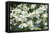 Massachusetts, Boston, Arnold Arboretum, Dogwood Tree-Jim Engelbrecht-Framed Stretched Canvas