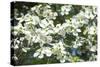 Massachusetts, Boston, Arnold Arboretum, Dogwood Tree-Jim Engelbrecht-Stretched Canvas