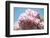 Massachusetts, Boston, Arnold Arboretum, Pink Lilac Tree-Jim Engelbrecht-Framed Photographic Print