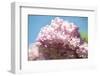 Massachusetts, Boston, Arnold Arboretum, Pink Lilac Tree-Jim Engelbrecht-Framed Photographic Print