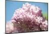 Massachusetts, Boston, Arnold Arboretum, Pink Lilac Tree-Jim Engelbrecht-Mounted Photographic Print