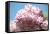 Massachusetts, Boston, Arnold Arboretum, Pink Lilac Tree-Jim Engelbrecht-Framed Stretched Canvas