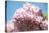 Massachusetts, Boston, Arnold Arboretum, Pink Lilac Tree-Jim Engelbrecht-Stretched Canvas