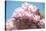 Massachusetts, Boston, Arnold Arboretum, Pink Lilac Tree-Jim Engelbrecht-Stretched Canvas