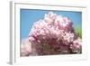 Massachusetts, Boston, Arnold Arboretum, Pink Lilac Tree-Jim Engelbrecht-Framed Photographic Print