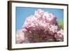 Massachusetts, Boston, Arnold Arboretum, Pink Lilac Tree-Jim Engelbrecht-Framed Photographic Print