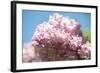 Massachusetts, Boston, Arnold Arboretum, Pink Lilac Tree-Jim Engelbrecht-Framed Photographic Print