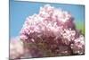 Massachusetts, Boston, Arnold Arboretum, Pink Lilac Tree-Jim Engelbrecht-Mounted Photographic Print