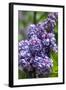 Massachusetts, Boston, Arnold Arboretum, Purple Lilac Tree-Jim Engelbrecht-Framed Photographic Print