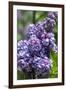 Massachusetts, Boston, Arnold Arboretum, Purple Lilac Tree-Jim Engelbrecht-Framed Photographic Print