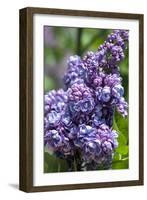 Massachusetts, Boston, Arnold Arboretum, Purple Lilac Tree-Jim Engelbrecht-Framed Photographic Print