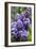 Massachusetts, Boston, Arnold Arboretum, Purple Lilac Tree-Jim Engelbrecht-Framed Photographic Print