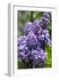 Massachusetts, Boston, Arnold Arboretum, Purple Lilac Tree-Jim Engelbrecht-Framed Photographic Print