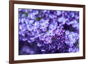 Massachusetts, Boston, Arnold Arboretum, Purple Lilac Tree-Jim Engelbrecht-Framed Photographic Print